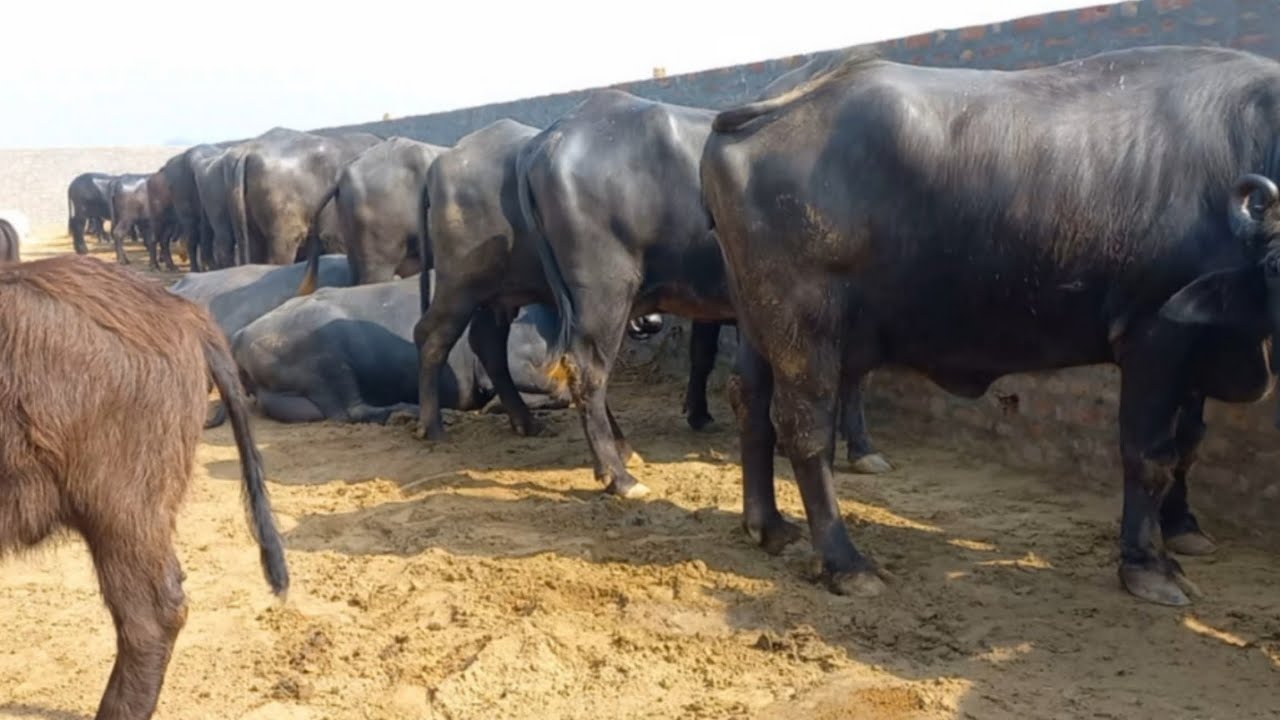 11 कटड़ियां 🔥 बिक्री के लिए उपलब्ध, टॉप के डेयरी फार्म से Sunil Nain (93508_91398) 