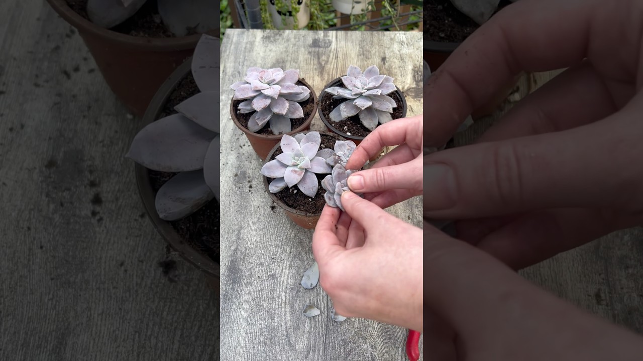 Propagating Succulents: Graptopetalum &lsquo;Superbum&rsquo;