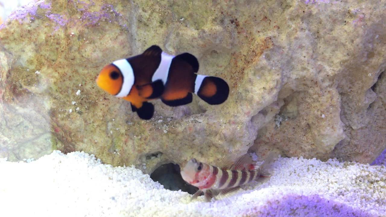Wheeler's goby bites clown fish to guard pistol shrimp