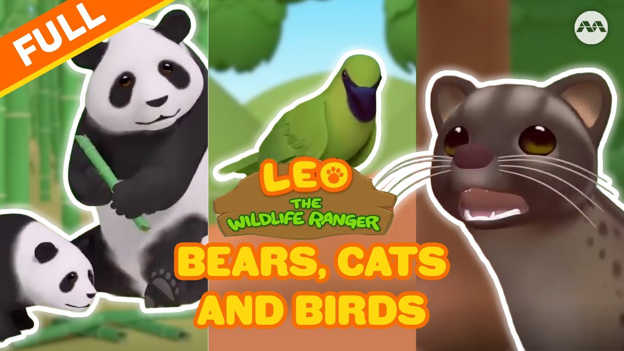 【FULL】 BIG Bears, CUTE Cats & PRETTY Birds 🐱🐻 | Leo the Wildlife Ranger Compilation | Okto #marathon