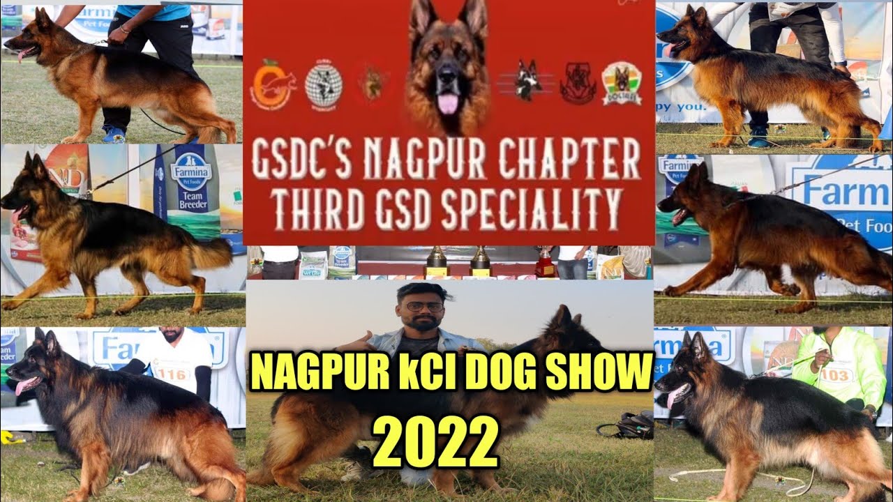 Nagpur dog show 2022 || Import dogs || German Shepherd speciality Kci registered show in Nagpur ||