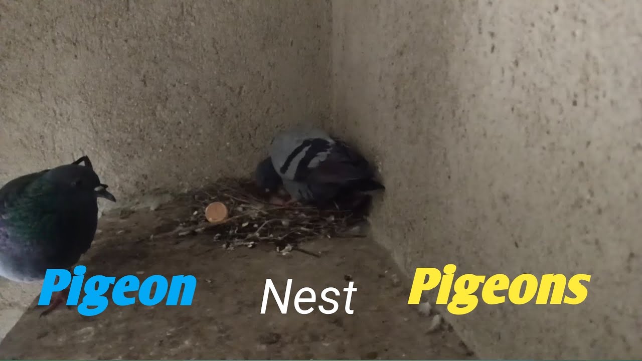 Pigeon Nest Life 🕊️ | Beautiful Moment of Pigeons Caring for Their Baby | @animals-6m