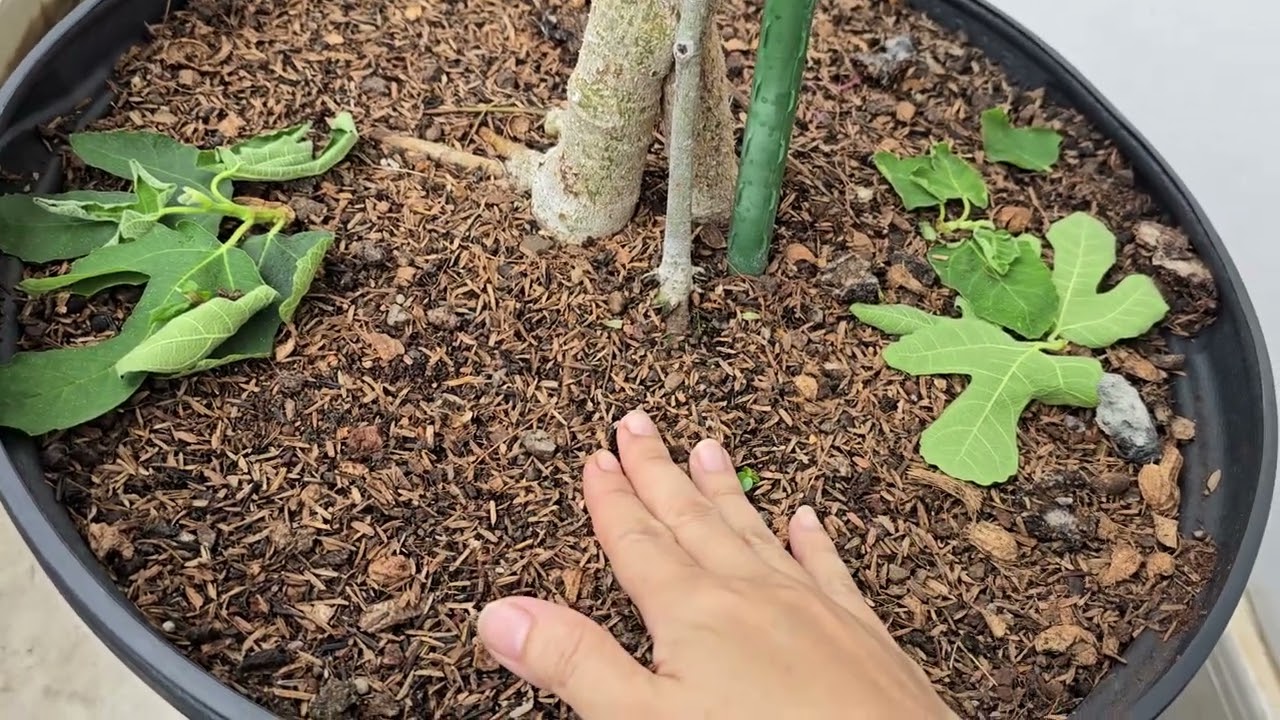 Hạ cành sung mỹ vào thời điểm nào và cách chăm sóc để có cây sung đẹp ăn tết !