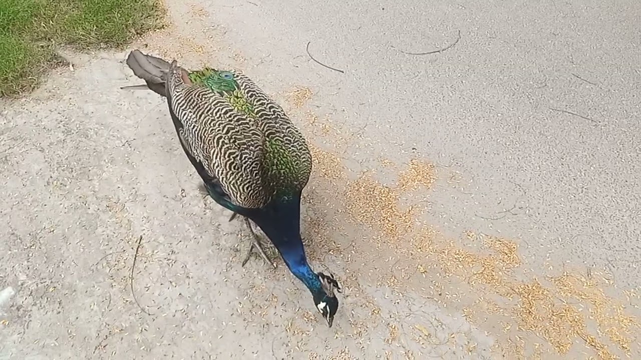 National bird## feeding## favourite food##