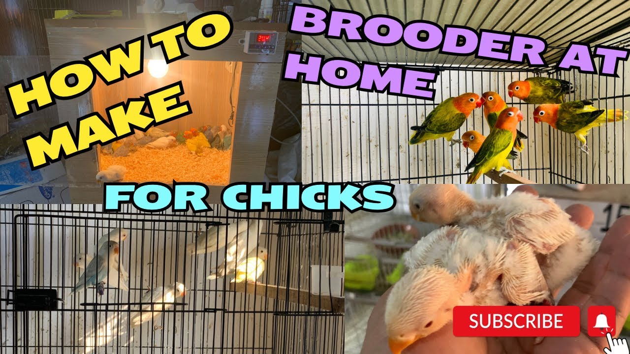 How to make brooder for lovebirds chicks | Hani Planet