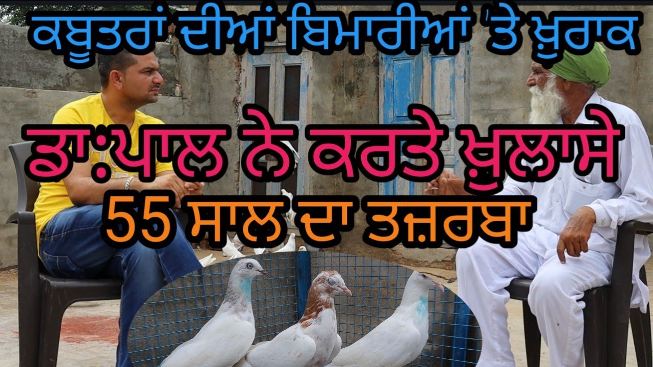 ਕਬੂਤਰਾਂ ਦਾ ਬਾਦਸ਼ਾਹ ਬਾਬਾ ਪਾਲ ਸਿੰਘ ਦੌਧਰ;ਸਾਰੇ ਤਜ਼ਰਬੇ ਦੱਸਤੇ |Harbhej Sidhu |Kabutarbaz|Piegien Video|