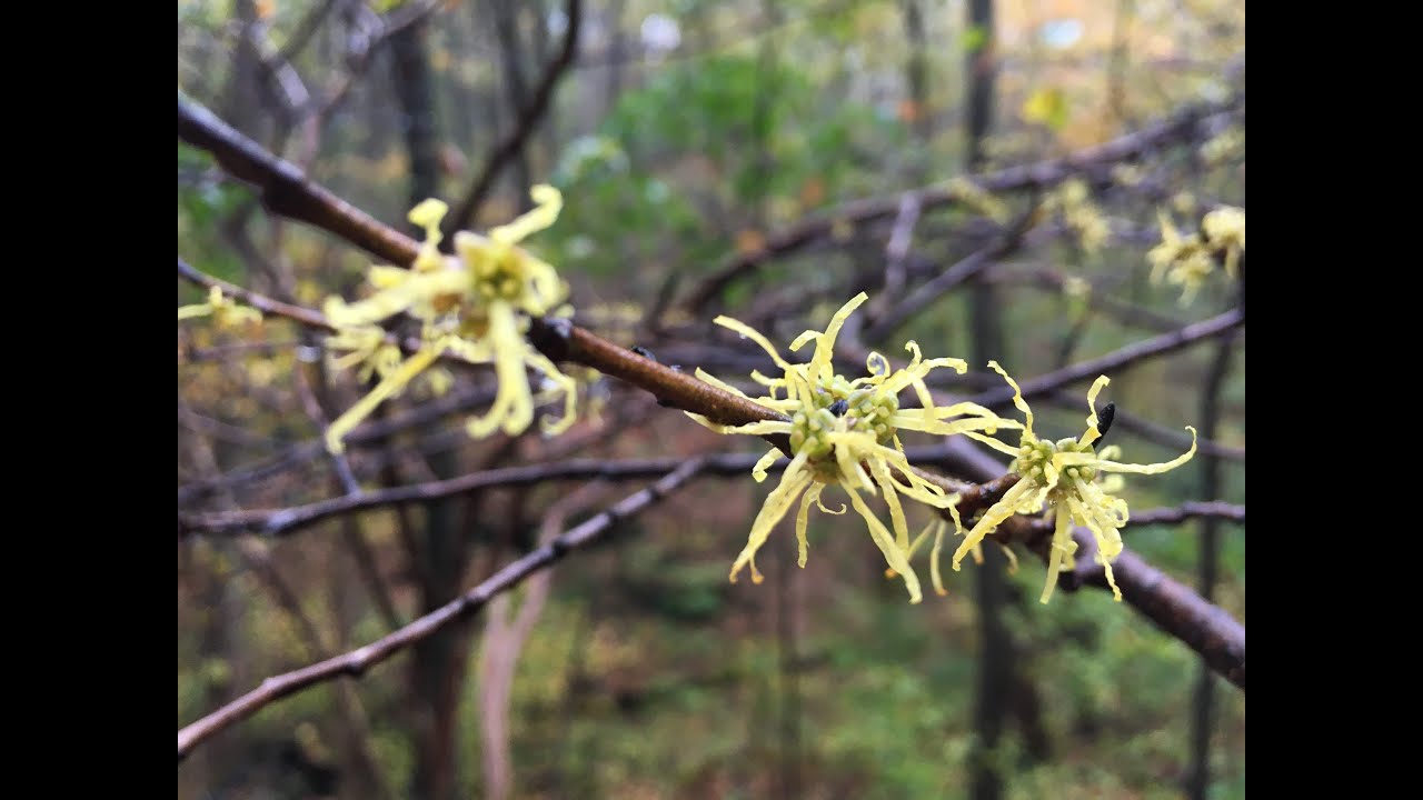 Tree Talk: Witch-Hazel