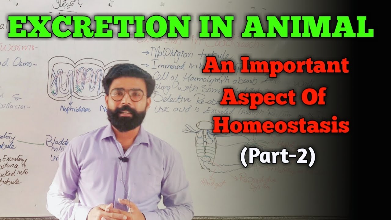 EXCRETION IN ANIMAL || Part-2||  Homeostasis || Chapter-01|| XII-Zoology || -Urdu/Hindi