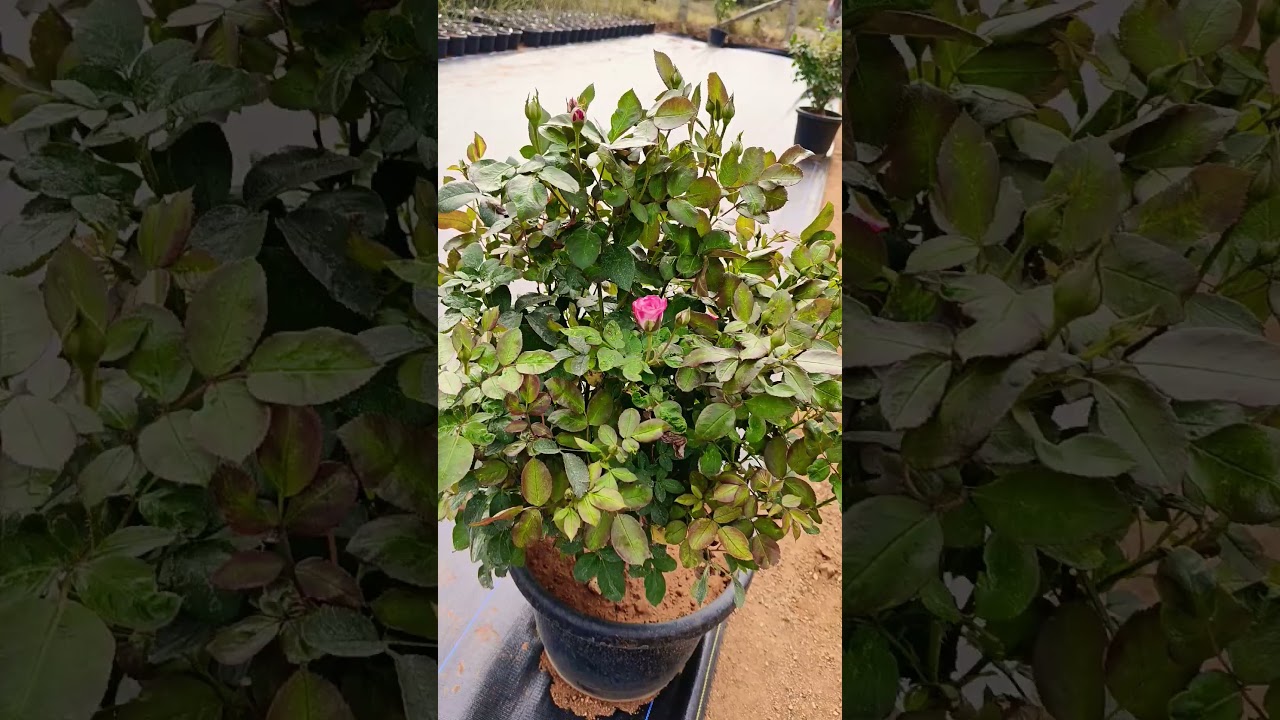 14inch mother plant