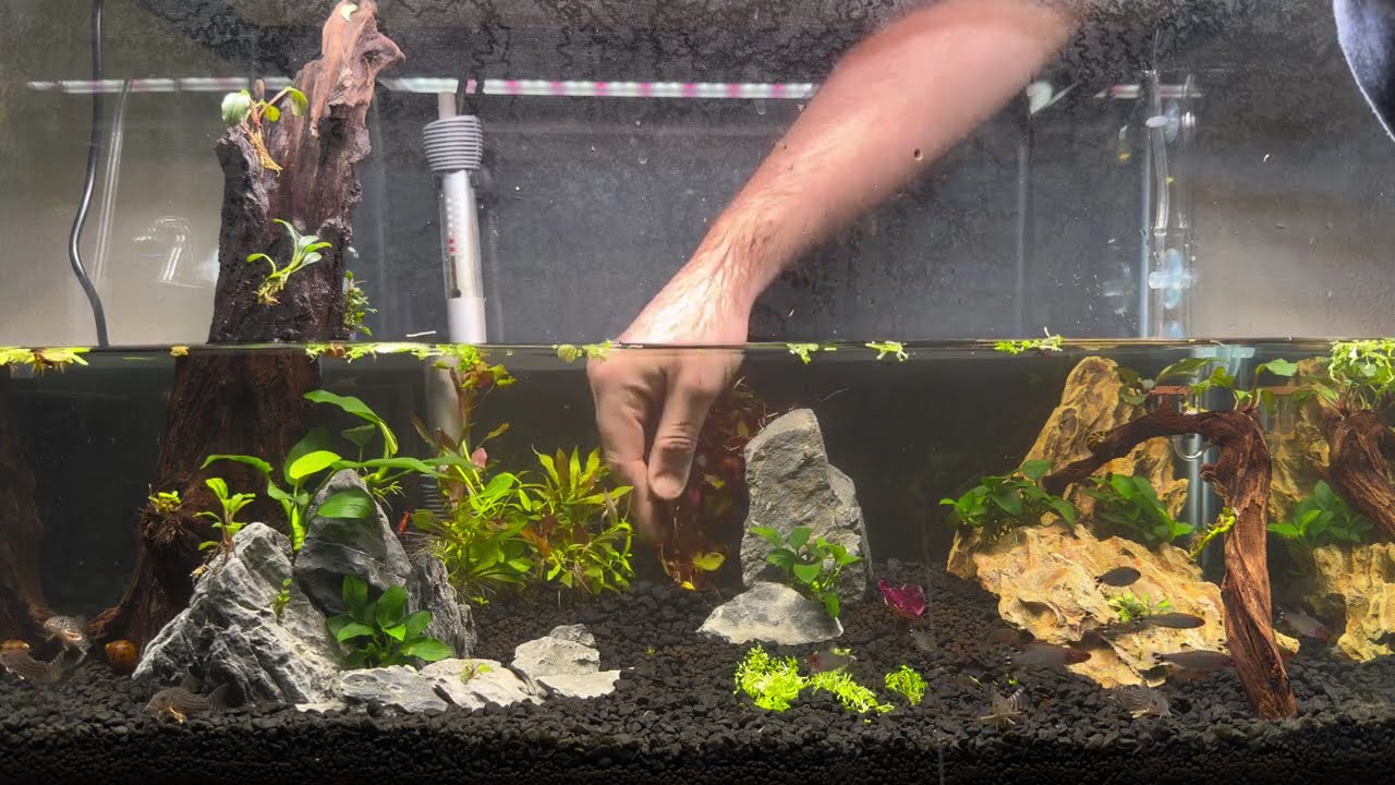 Adding More Plants to My 20 Gallon Planted Tank 🌿🐠