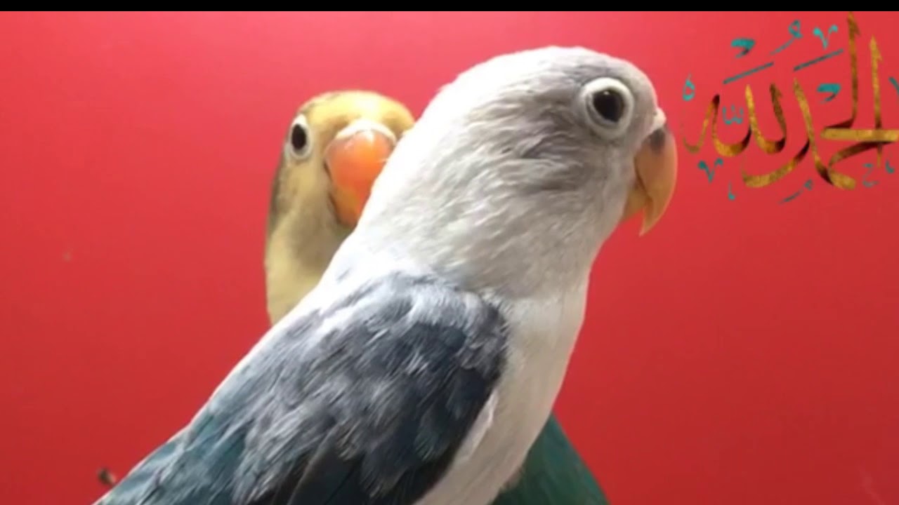Lovebirds Genetic mutation working parblue euwing opaline lovebird Naveed sheikh