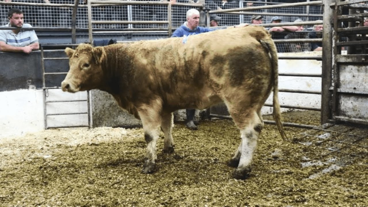 Bullocks Being sold at Market Hill Livestock and farm sales.