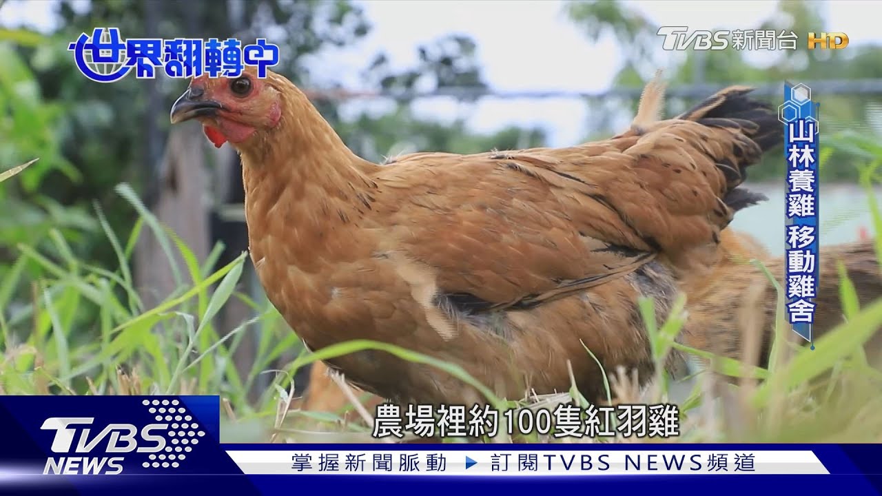 屏東牡丹鄉「山林養雞」友善農業落實山村永續!｜TVBS新聞 @TVBSNEWS01