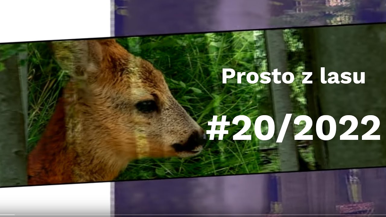 Prosto z lasu |20 2022|