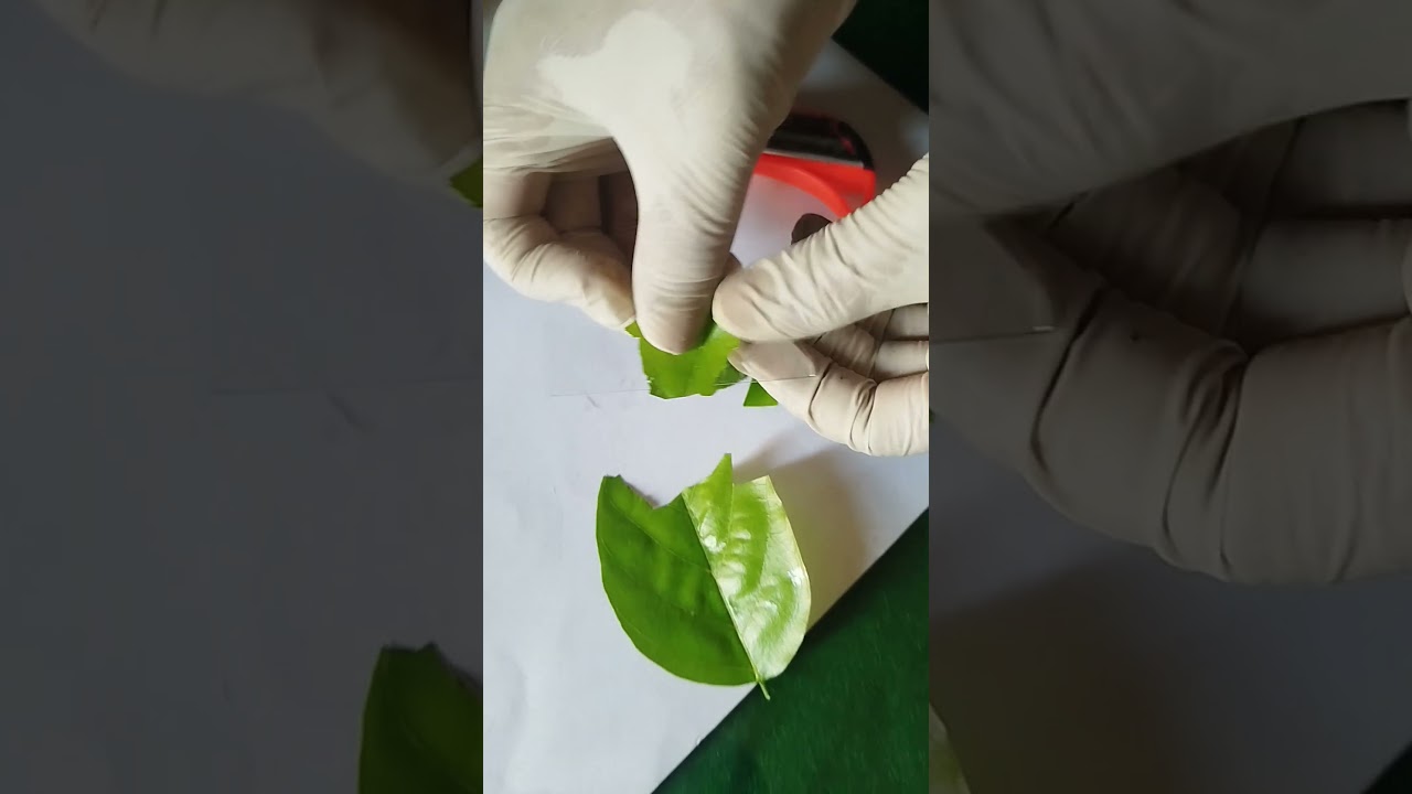 Green Pigment Leaf Experiment #4x #scienceexperiment #foryou #machine #microscope