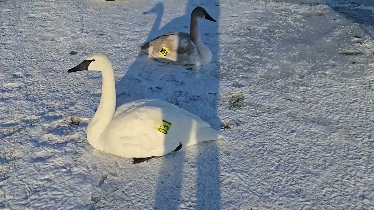 Cisnes Trompeteros y Barnaclas Canadienses en Bahia de Hamilton in Winter. February 2026