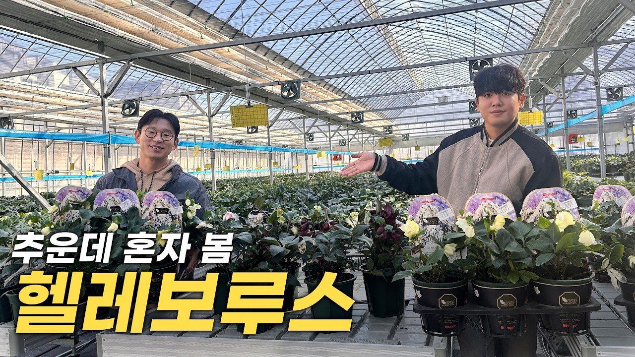 꽃알꽃알 시리즈🌼겨울 눈오면 더 예쁜 헬레보루스!