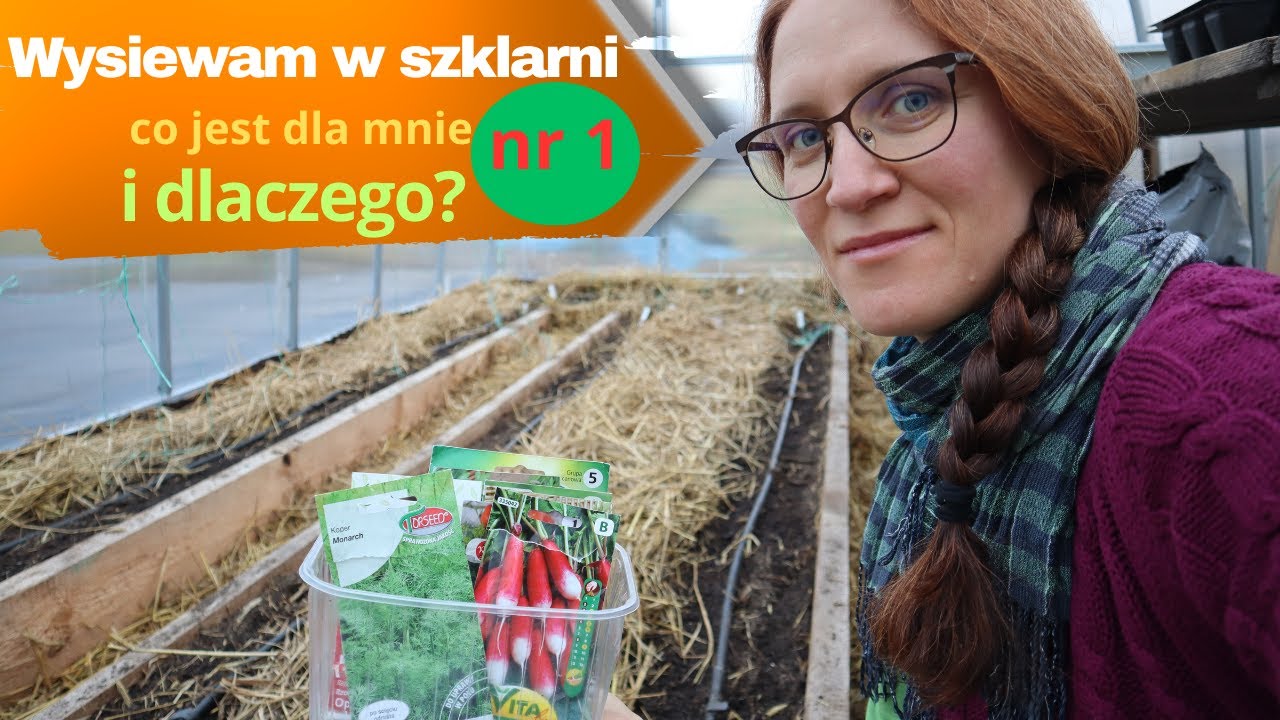 Wysiewam w szklarni nowalijki - rzodkiewka, koper, roszponka, rukola, natka pietruszki, szpinak...