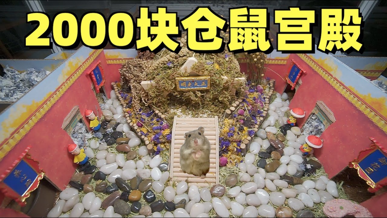 дом хомячка стоимостью 2000 юаней 