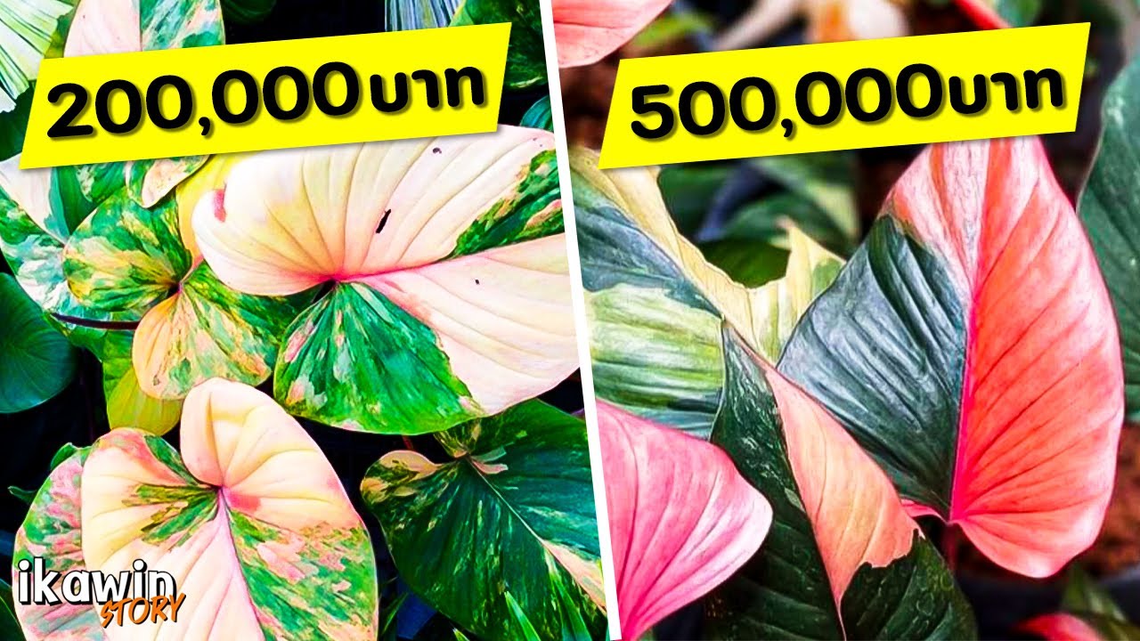 10 อันดับไม้ตระกูลเสน่ห์จันทร์ รวมไม้แรร์ไอเทม เสริมเรื่องโชคลาภ เมตตามหาเสน่ห์ ปลูกแล้วเฮง