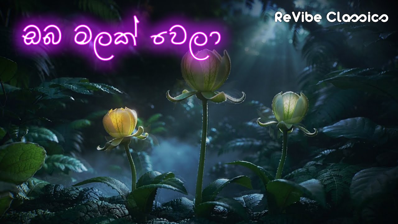 Oba Malak Wela (ඔබ මලක් වෙලා හද අරනේ) - Cover Song