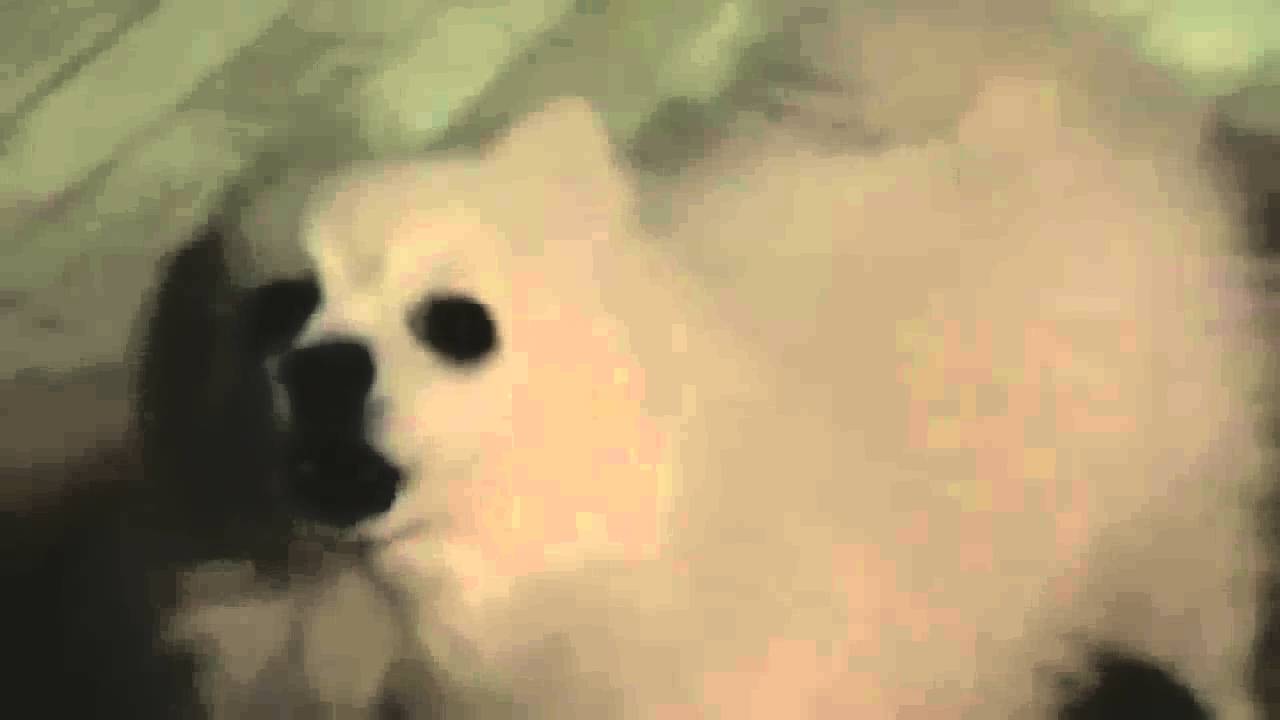 NEW SUCH DOGE MEME