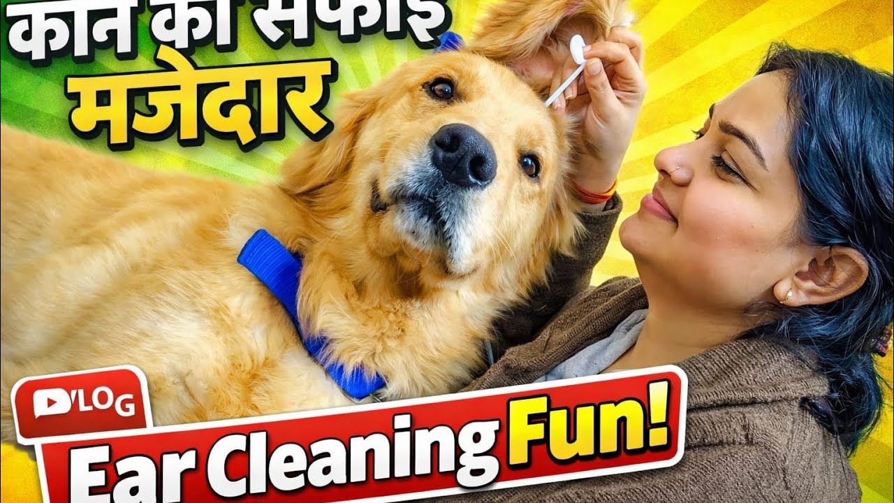 आज हो रही हैं मेरे कानों की सफाई 🤨#cutedog #dogfunny #dog #goldenretriever #viral #petlovers #pets 