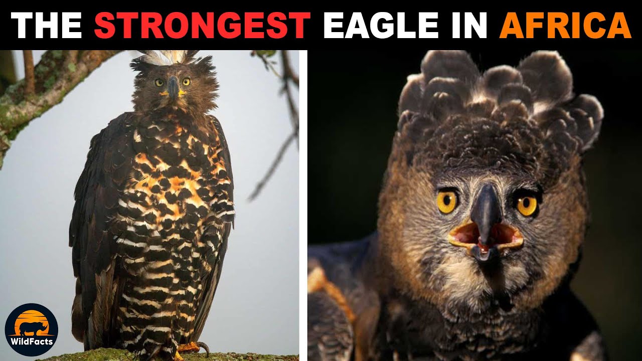 Crowned Eagle - The King of the African Skies