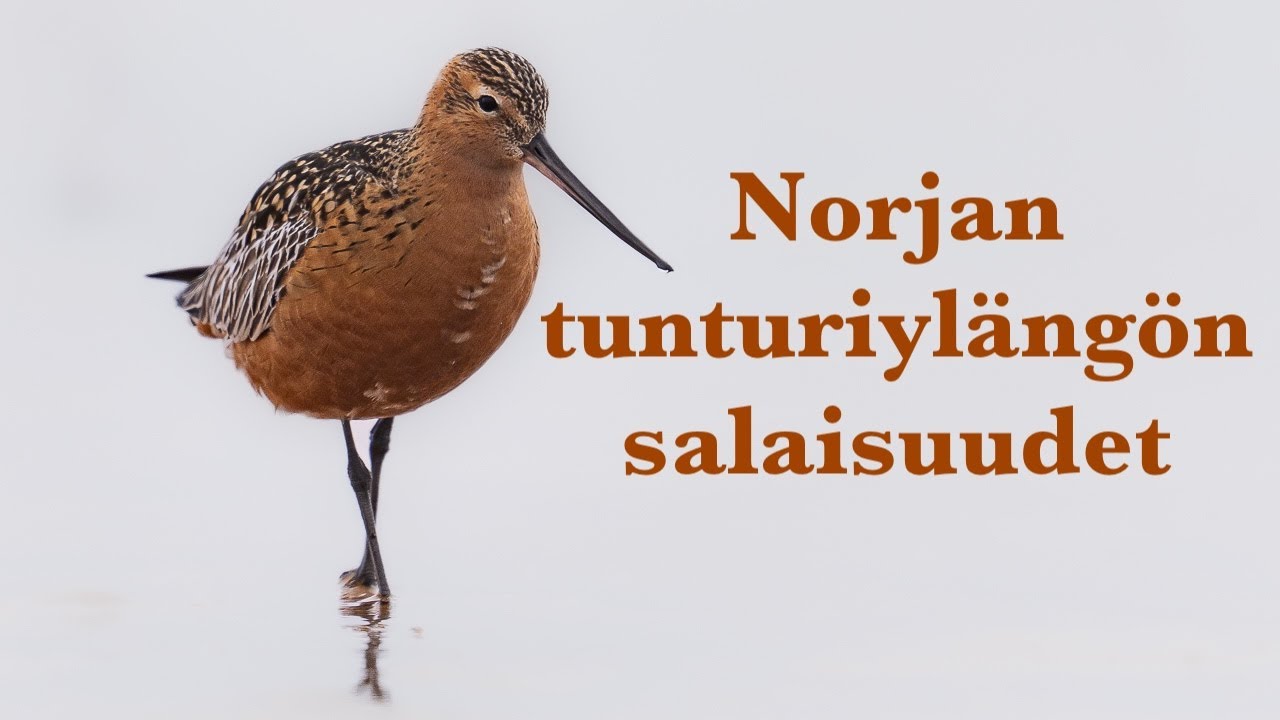 Norjan tunturiylängön salaisuudet