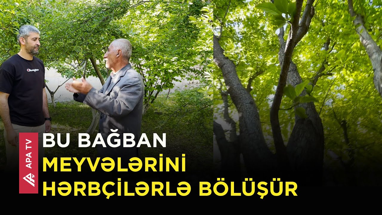 Naxçıvan meyvələrinin şahı – Bu vaxtlarda ən çox tələbat olan meyvədir - APA TV