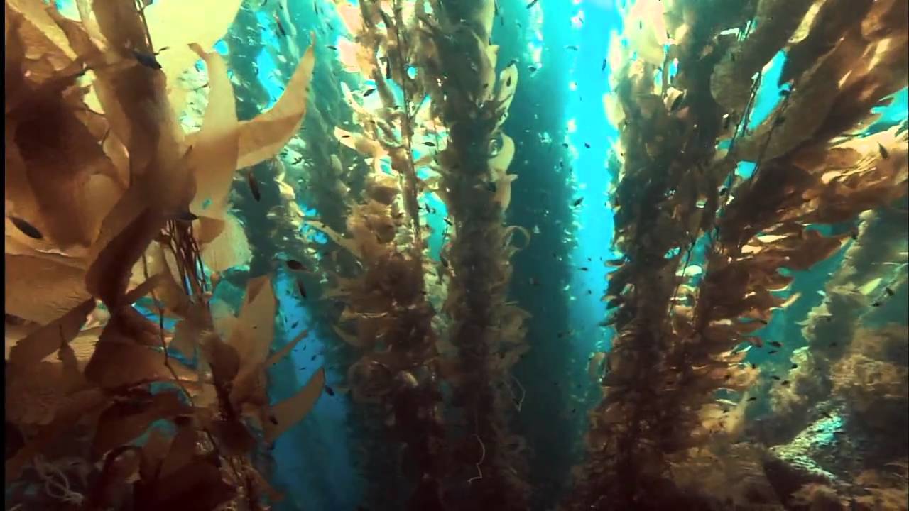 Ocean Odyssey 2010 720p part 2 (HD)