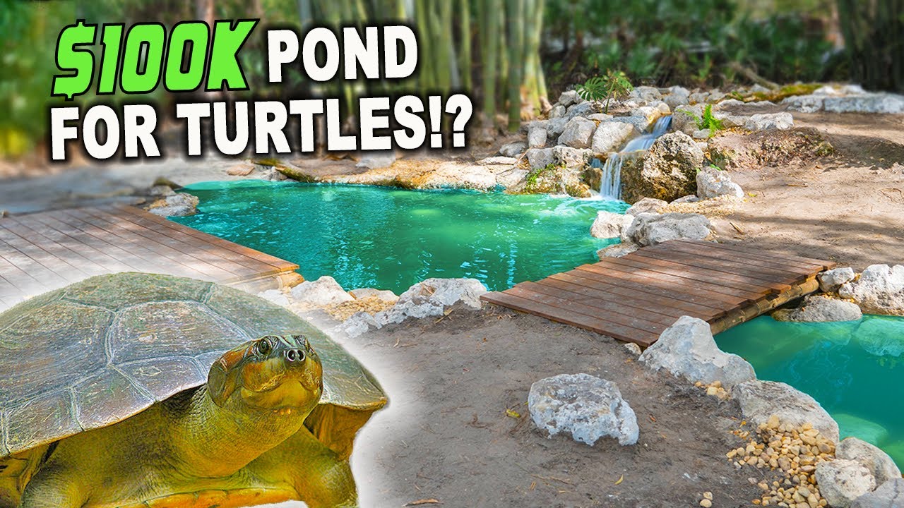 Ultimate Pond For South American Turtles - KAMP KENAN