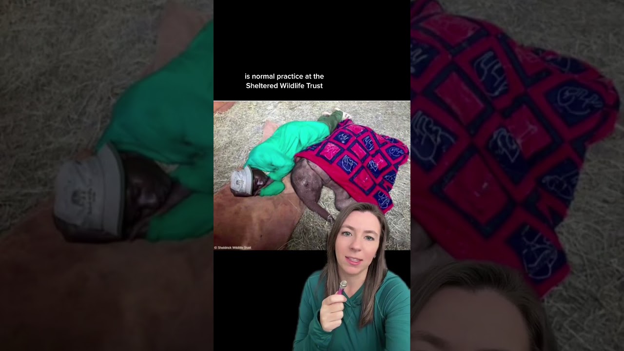 Keeper sleeps with orphaned elephant to help with rehabilitation 🐘