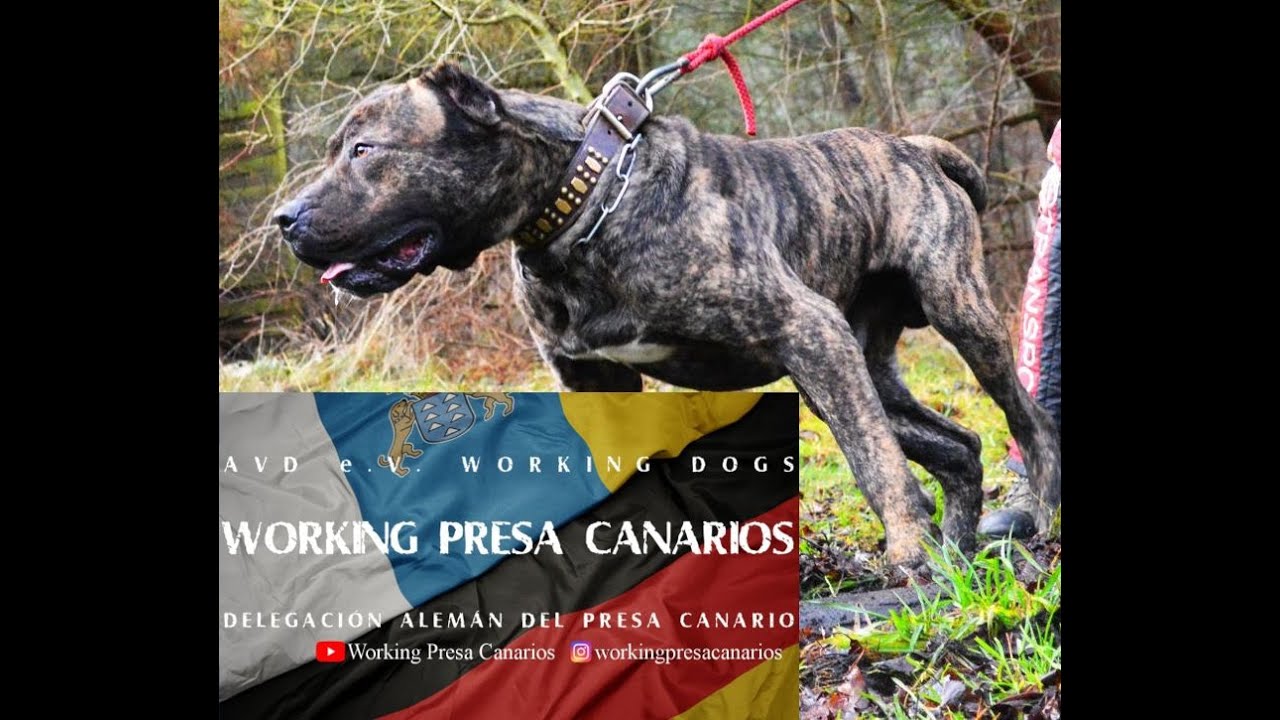 Chuto de Reganados Kennels big Presa Canario starts AVD-Training 2022