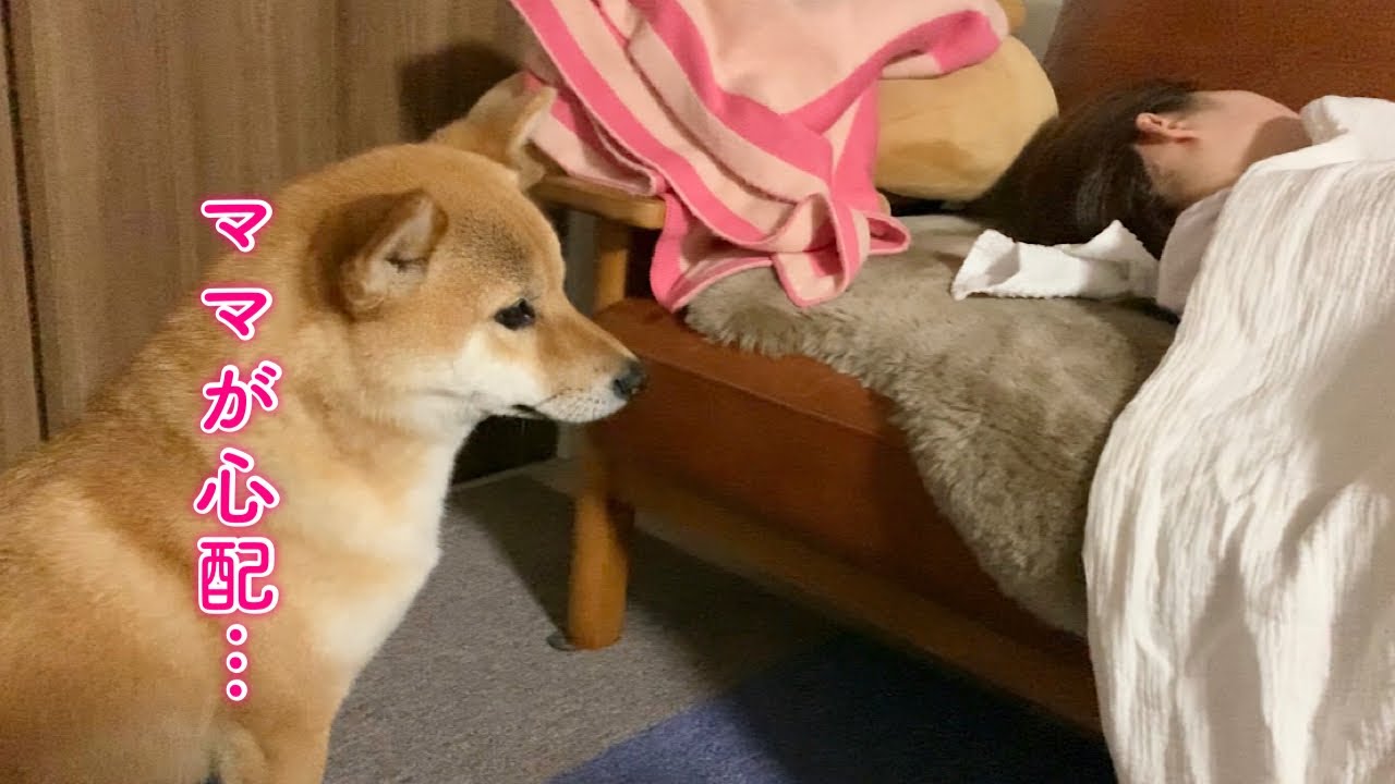 ママの体調が悪くなると心配して側を離れない柴犬に感動…