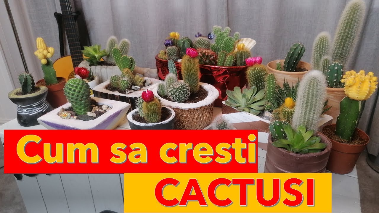 Cum sa cresti cactusi  || 5 mici secrete ||