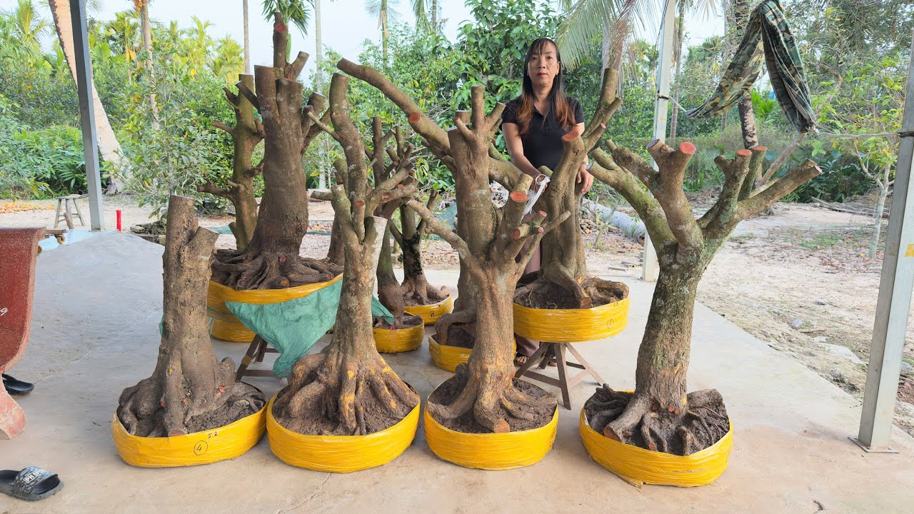 PH&Ocirc;I MAI V&Agrave;NG ng&agrave;y 27/O1/2026 (#0367863991 PHỤNG)phoi mai vang -  @bonsai Can Tho