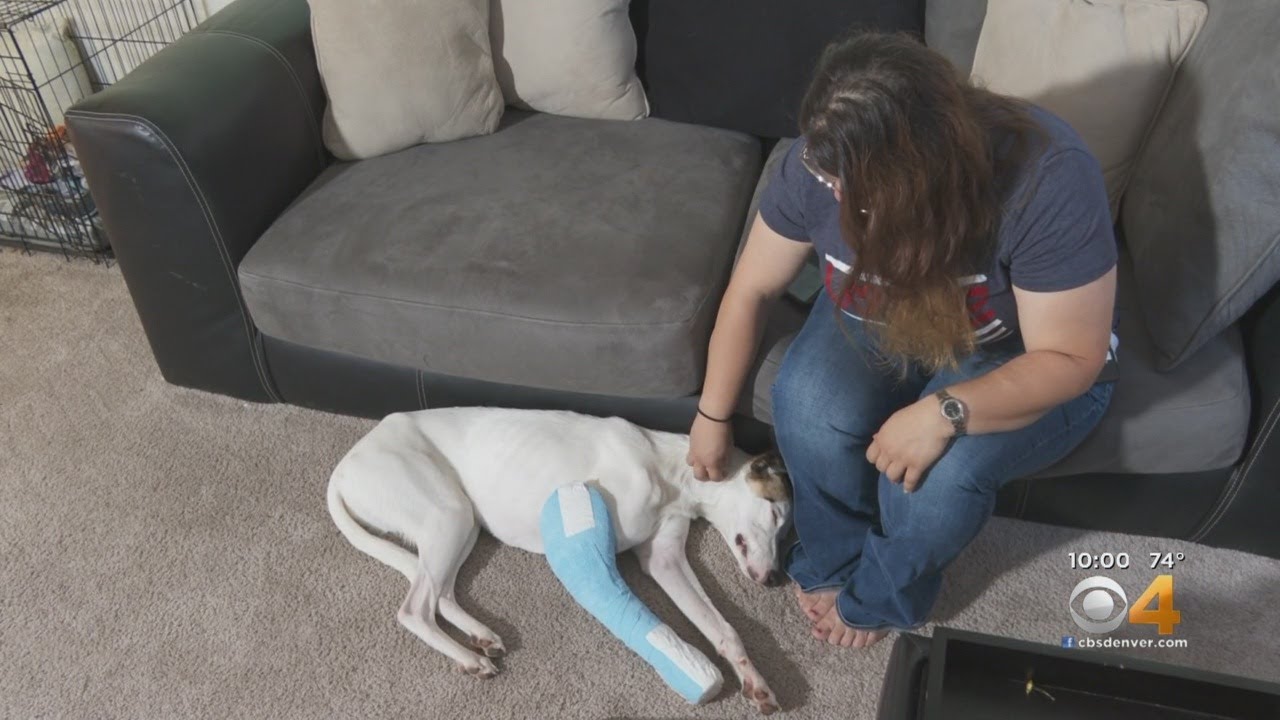 Search & Rescue Dog, Oscar, Injured After Car Hits Him & Speeds Away