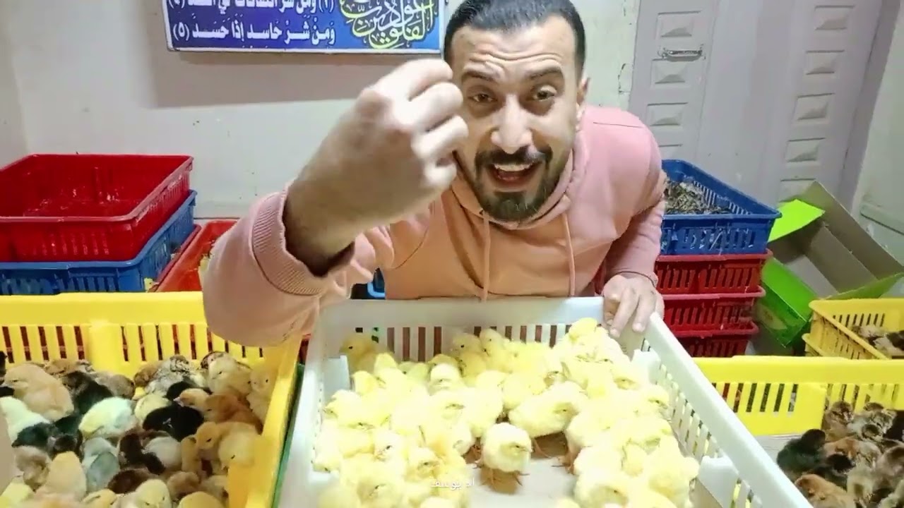 انقلاب مفاجئ في الكتاكيت والبط اليوم في معمل البرماوى 1/21