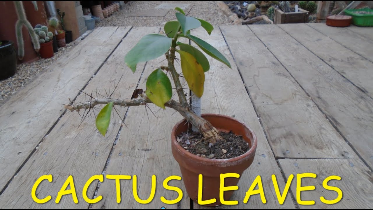 Cactus Leaves 🌵🍁🌵