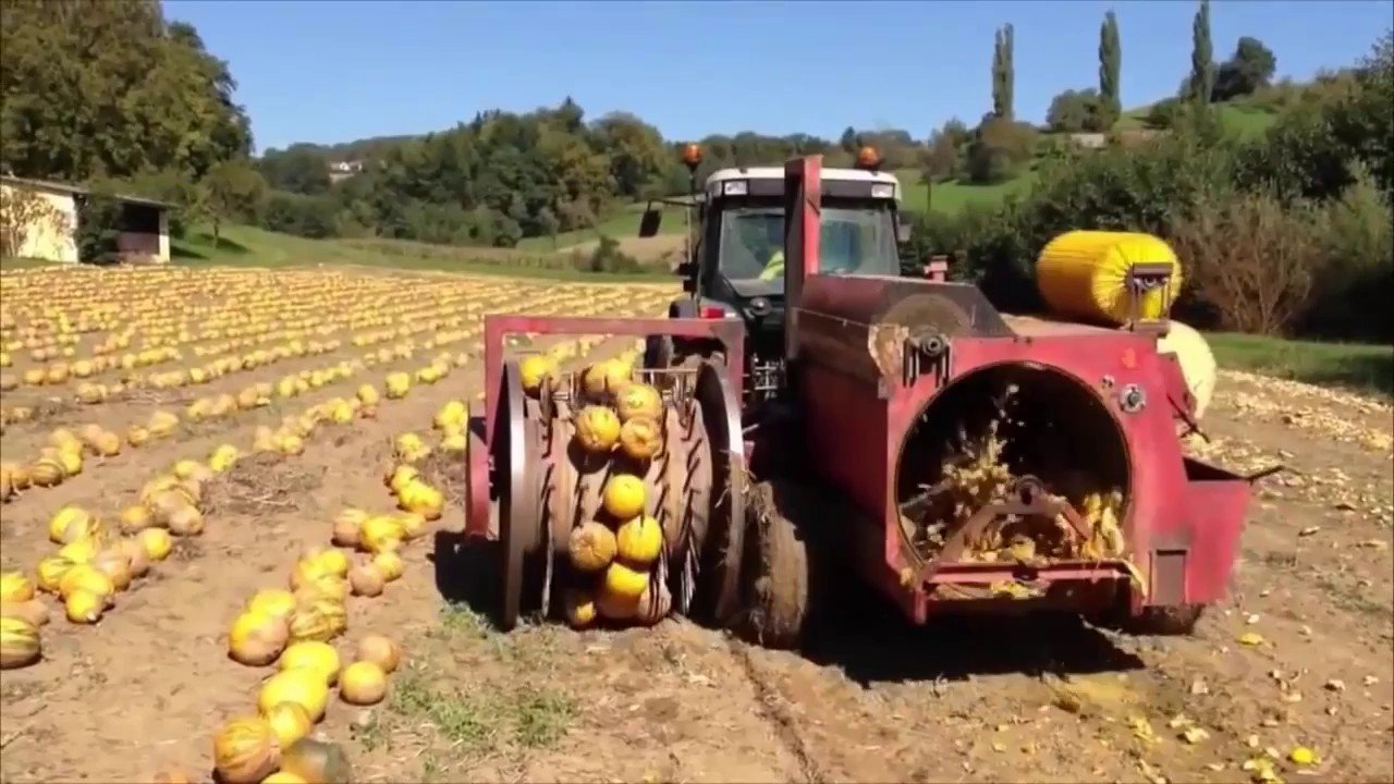 Pumpkin Seed Harvesting Machine Compilation