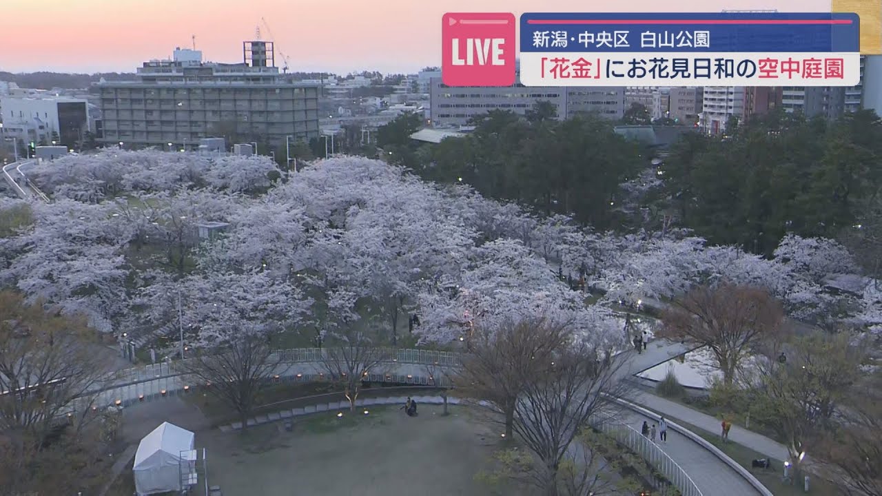 新潟市･白山公園のサクラも満開🌸空中庭園のサクラのビュースポットから中継【新潟】 スーパーJにいがた4月12日OA