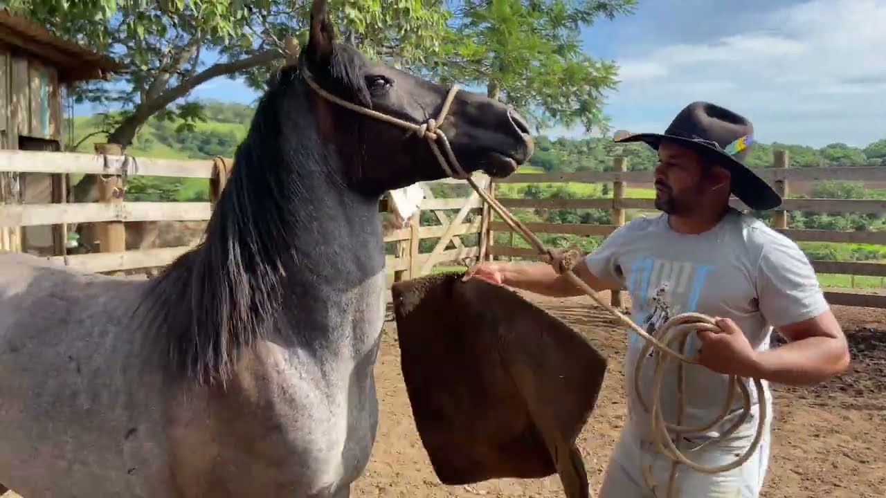 “Vejam que linda Pelagem tem esse cavalo que começamos a Domar”