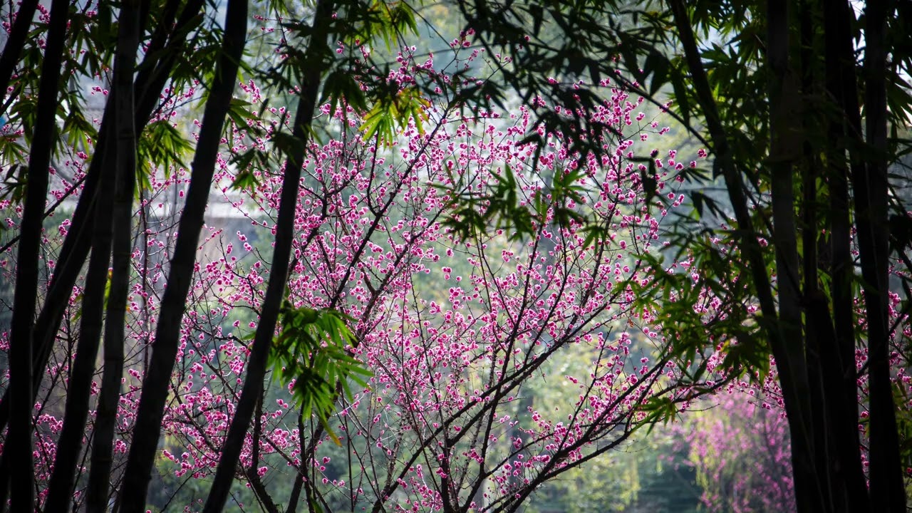 成都望江楼访梅花
