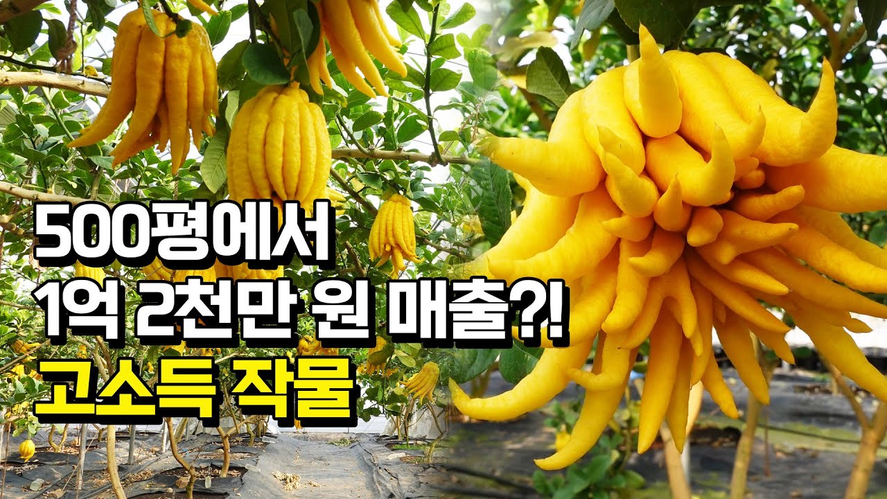전국 유일 불수감 농장! 1주당 매출 160만원 고소득 작물 불수감에 대한 모든 것