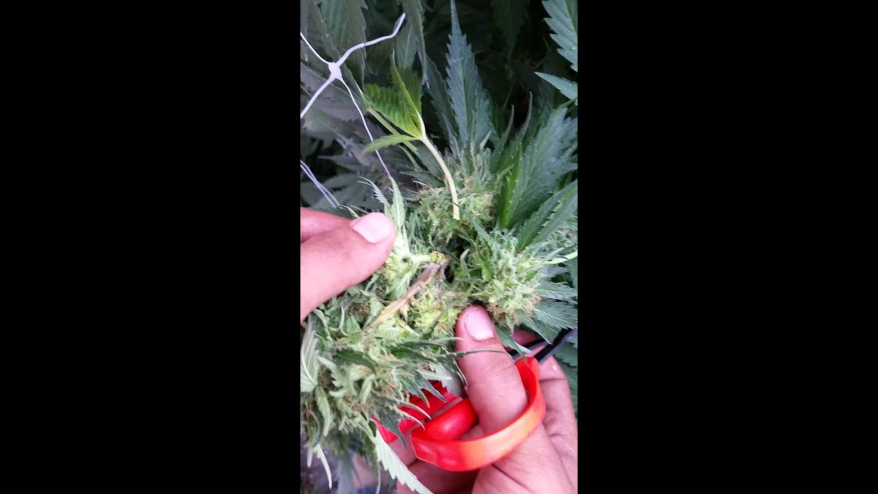 Why and How to cut Bud Rot Out