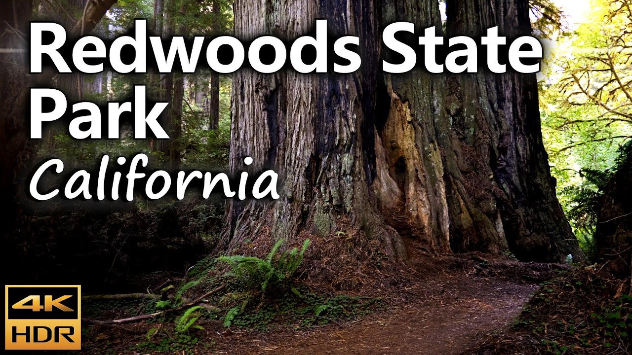 Prairie Creek Redwoods State Park a natural paradise in Humboldt County / California, USA / 4K HDR
