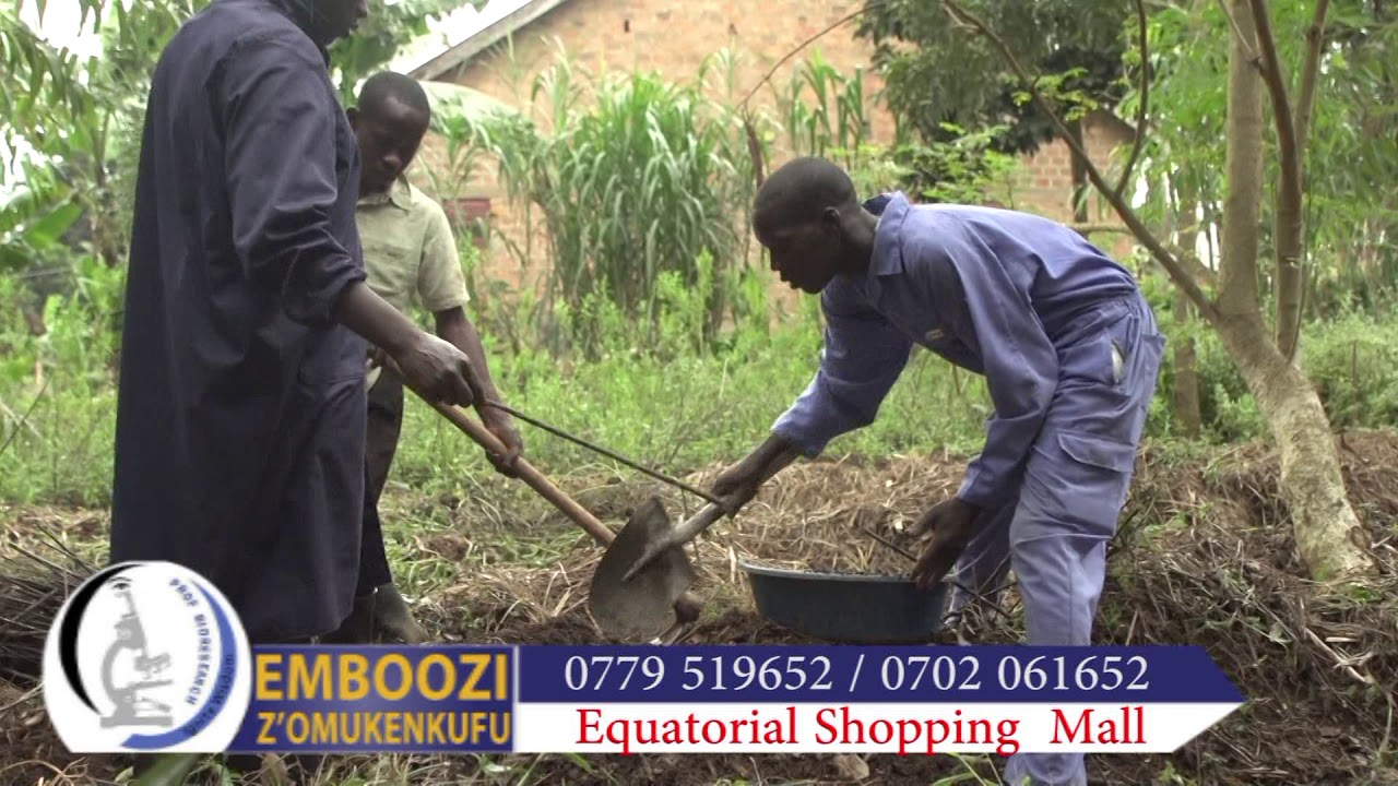 STEVIA CULTIVATION FOR BUSINESS WITH OMUKENKUFU NYANZI JULIUS