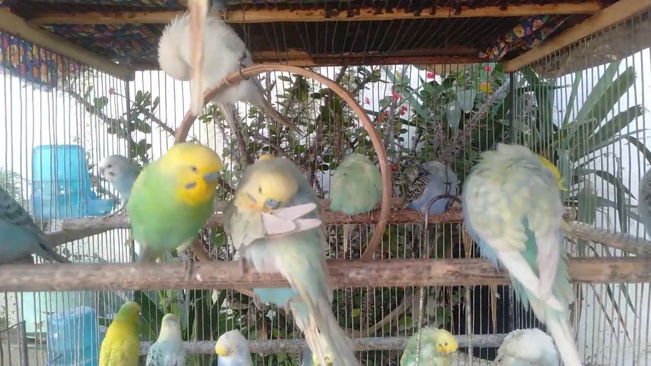 Kleine Mahlzeit, gro&szlig;e Wirkung f&uuml;r Herz & Federn