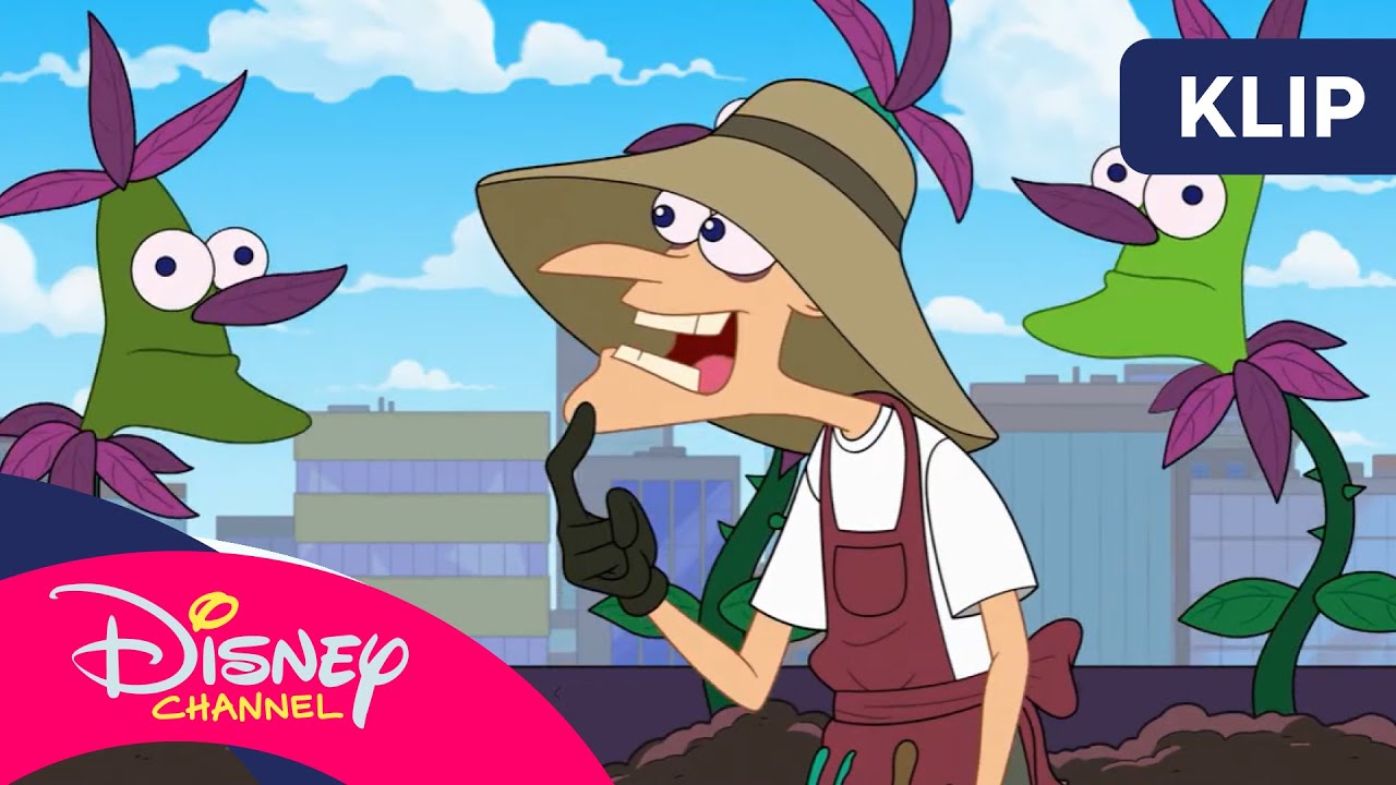 📚 Półka doskonała | Fineasz i Ferb | Disney Channel Polska